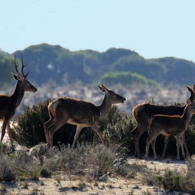 Parque Nacional de Doñana